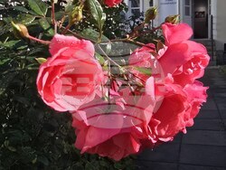 Национален литературен музей - прессъобщение