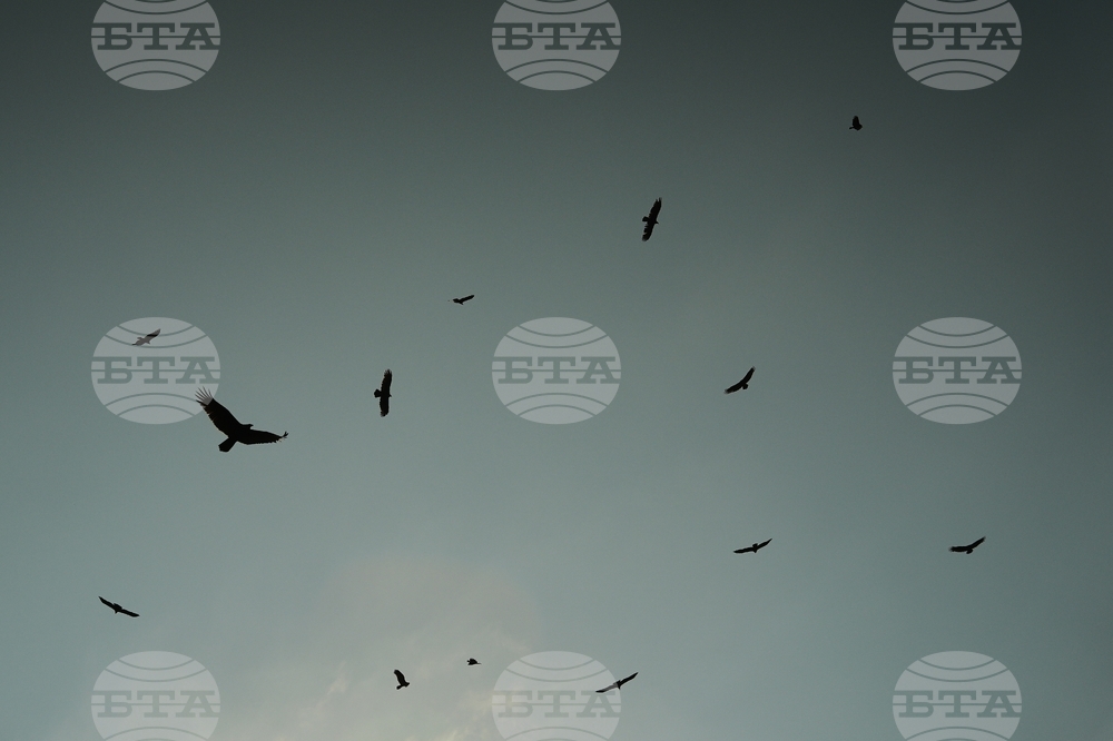 Climate Black Vultures Livestock