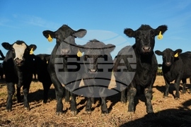 Climate Black Vultures Livestock