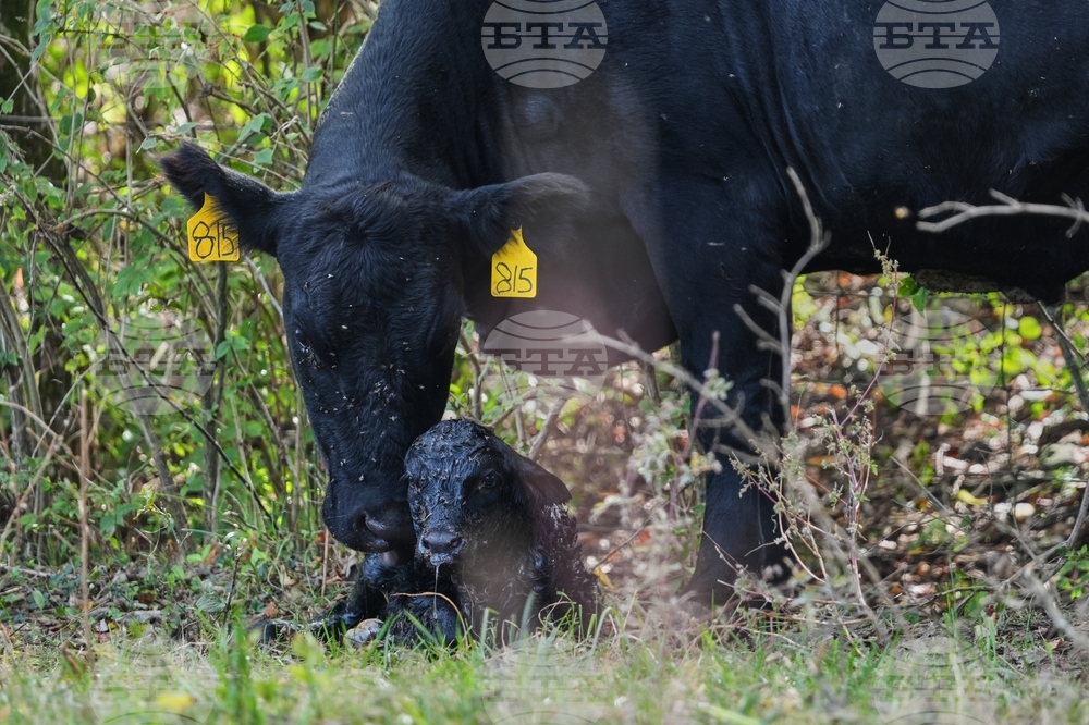 Climate Black Vultures Livestock