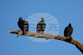 Climate Black Vultures Livestock