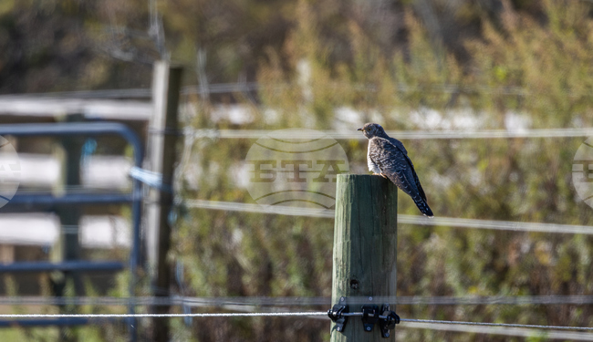 Common Cuckoo Sighting New York