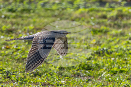 Common Cuckoo Sighting New York