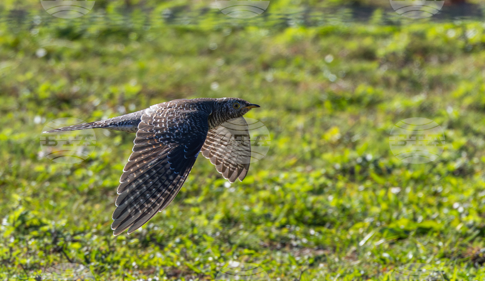 Common Cuckoo Sighting New York