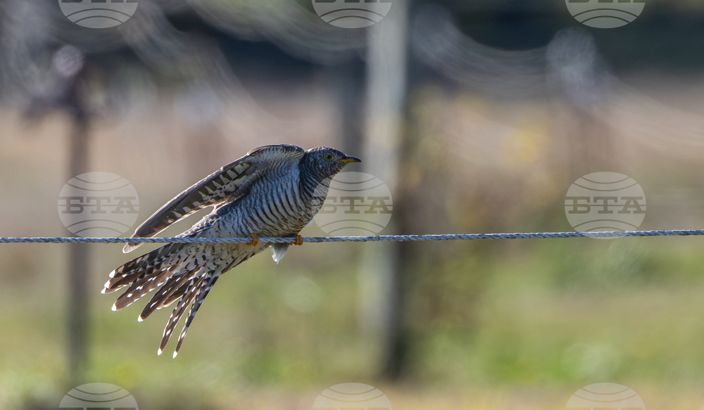 Common Cuckoo Sighting New York