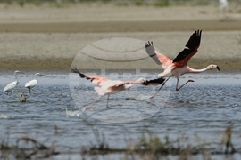 Peru Flamingos