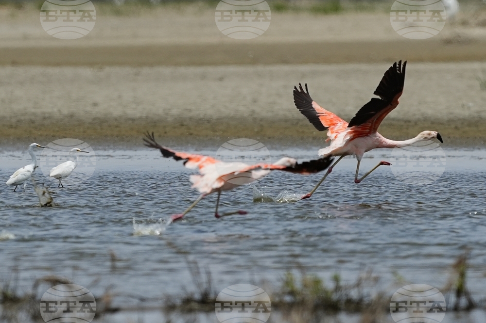 Peru Flamingos