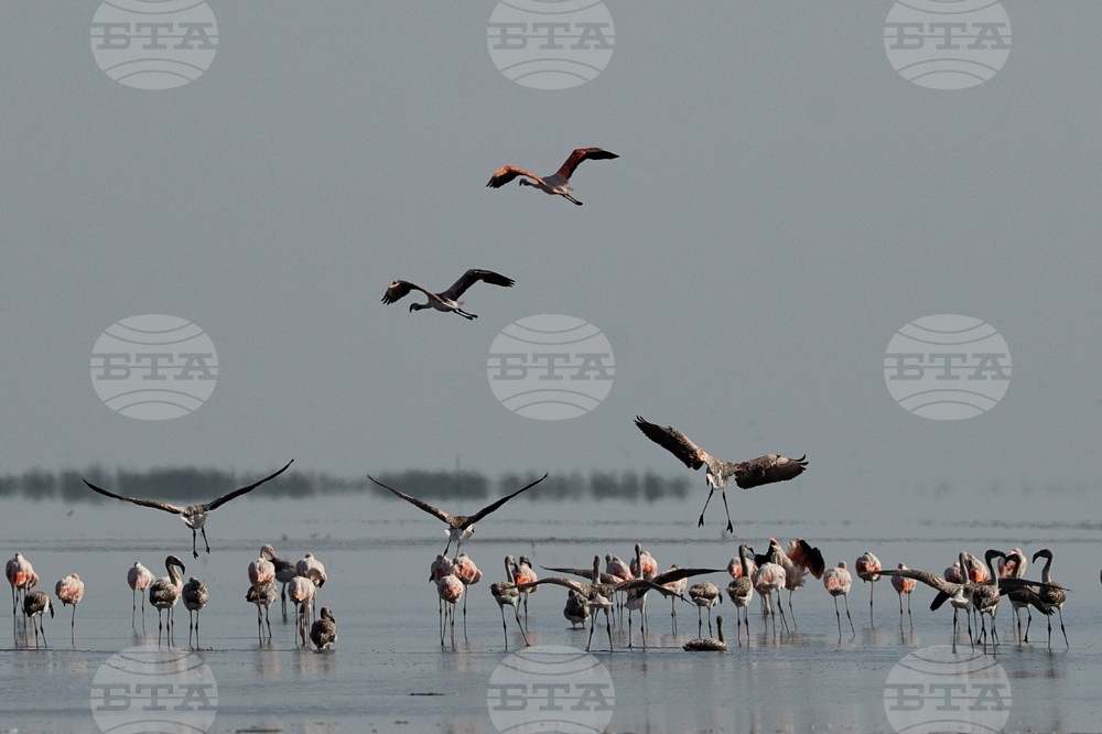 Peru Flamingos