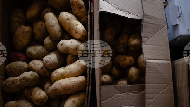 Рекордна реколта, падащи цени и конкуренция от Азия - производството на картофи в Белгия е изправено пред трудна година