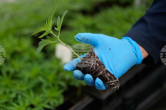 Канадската „Органиграм глоубъл“ купува германската „Санити груп“ за 227 млн. евро 