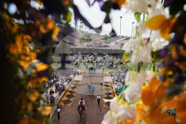 Breeders Cup Horse Racing