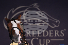 Breeders Cup Horse Racing