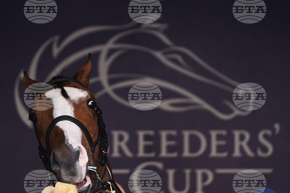 Breeders Cup Horse Racing