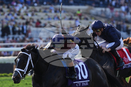 Breeders Cup Juvenile Turf Sprint Horse Racing