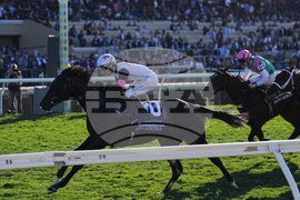 Breeders Cup Juvenile Fillies Turf Horse Racing