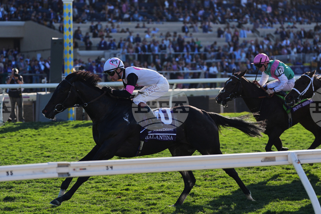 Breeders Cup Juvenile Fillies Turf Horse Racing