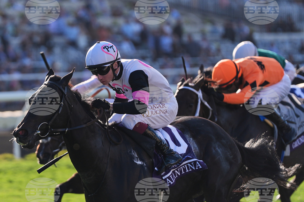 Breeders Cup Juvenile Fillies Turf Horse Racing