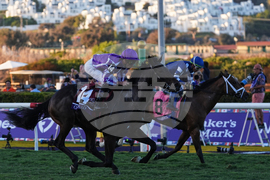 Breeders Cup Juvenile Turf Horse Racing