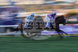 Breeders Cup Juvenile Turf Horse Racing