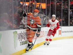 Red Wings Ducks Hockey