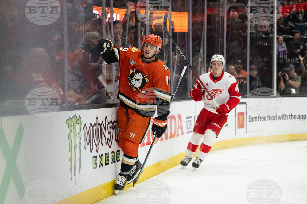Red Wings Ducks Hockey