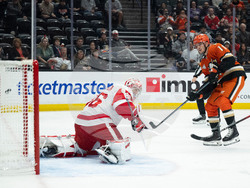 Red Wings Ducks Hockey