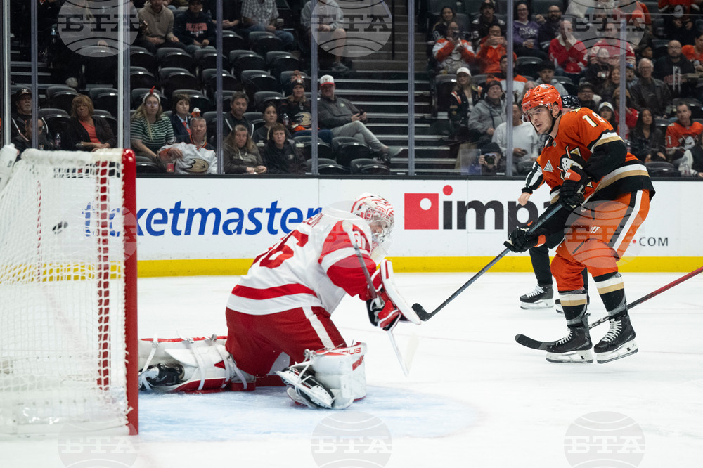 Red Wings Ducks Hockey