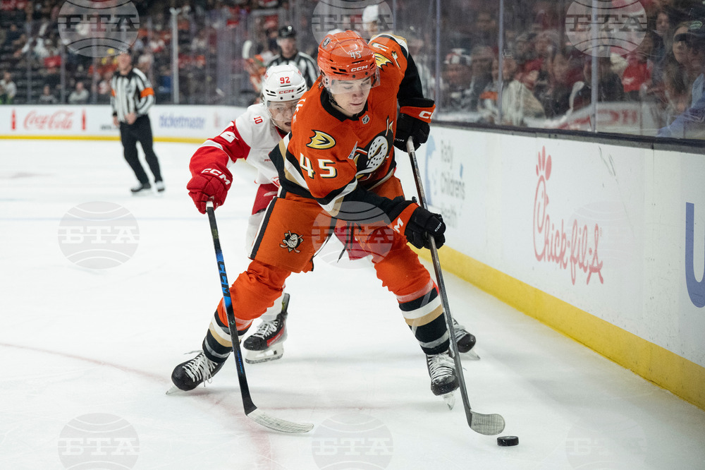 Red Wings Ducks Hockey