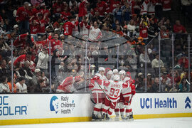 Red Wings Ducks Hockey