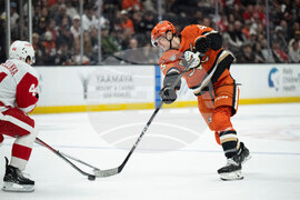 Red Wings Ducks Hockey