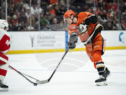 Red Wings Ducks Hockey