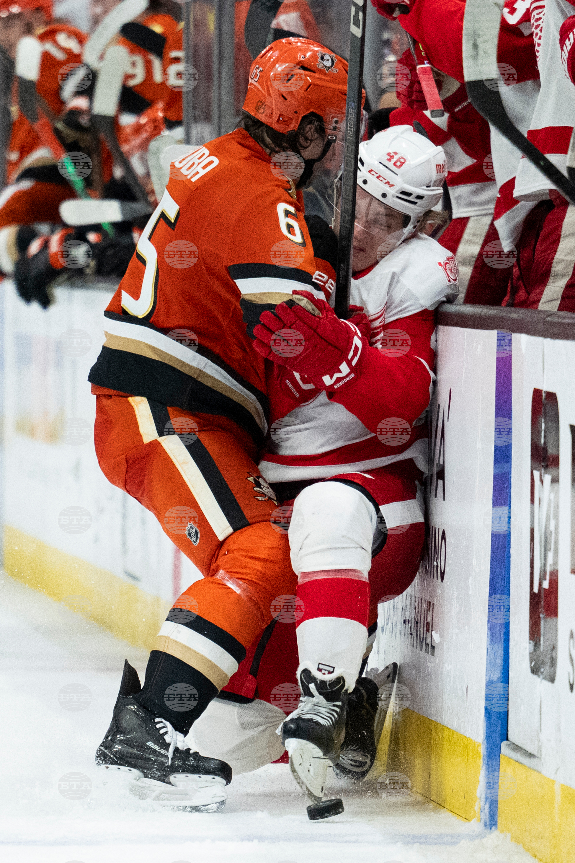 Red Wings Ducks Hockey