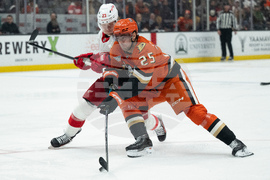 Red Wings Ducks Hockey