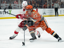 Red Wings Ducks Hockey