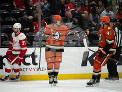 Red Wings Ducks Hockey