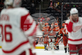 Red Wings Ducks Hockey