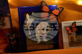 Dia De Los Muertos Ofrendas