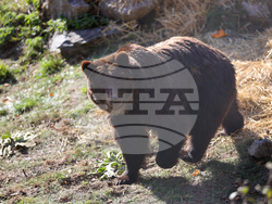 Белица - Парк за мечки - нови обитатели