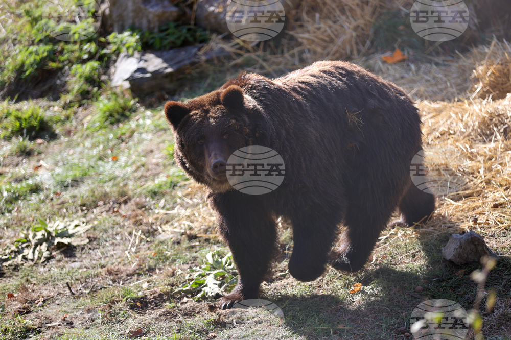 Белица - Парк за мечки - нови обитатели