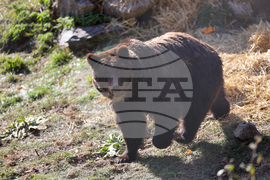 Белица - Парк за мечки - нови обитатели