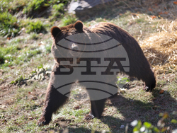 Белица - Парк за мечки - нови обитатели