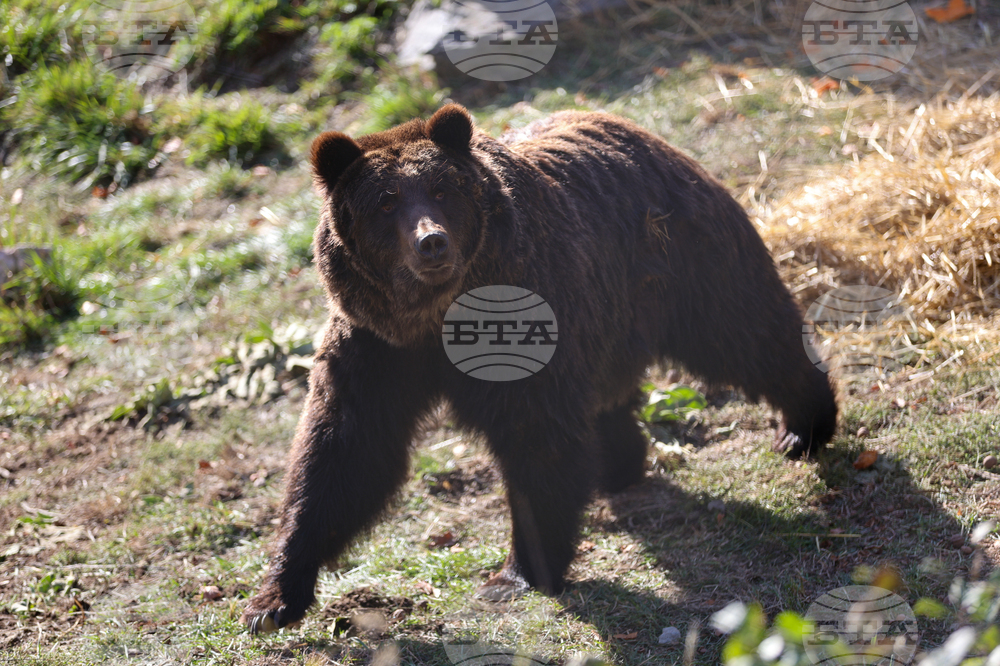 Белица - Парк за мечки - нови обитатели