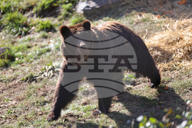 Белица - Парк за мечки - нови обитатели