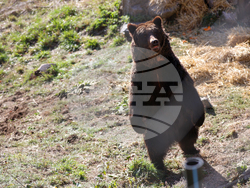 Белица - Парк за мечки - нови обитатели