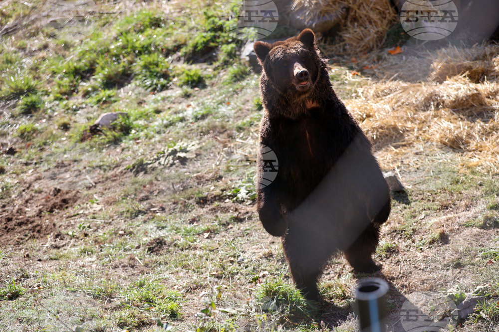Белица - Парк за мечки - нови обитатели
