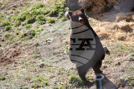 Белица - Парк за мечки - нови обитатели