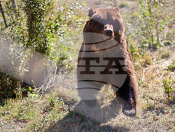 Белица - Парк за мечки - нови обитатели