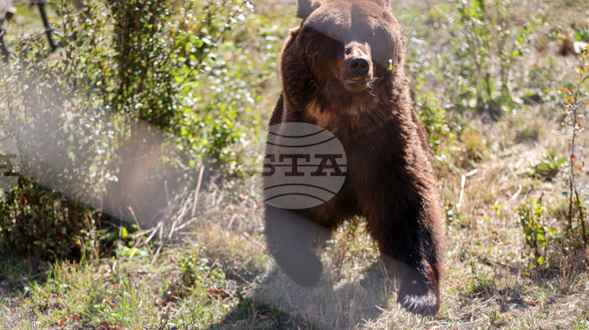 Мъж е бил нападнат от мечка, докато берял гъби около село Рилево, Северна Македония