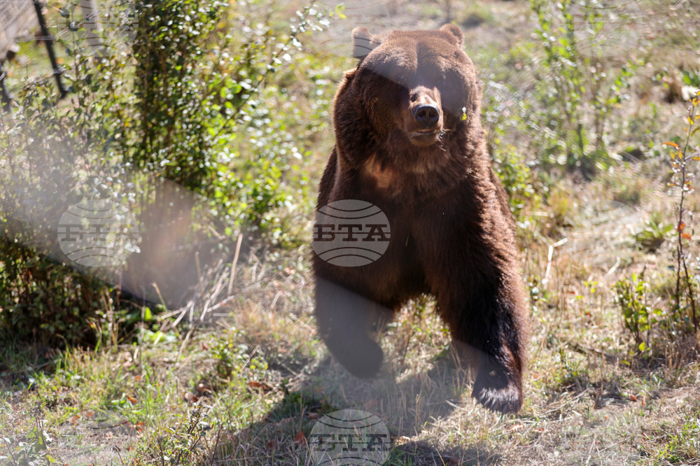 Мъж е бил нападнат от мечка, докато берял гъби около село Рилево, Северна Македония