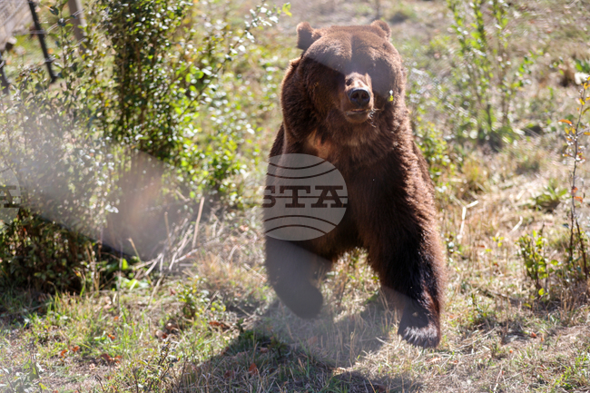 Мъж е бил нападнат от мечка, докато берял гъби около село Рилево, Северна Македония